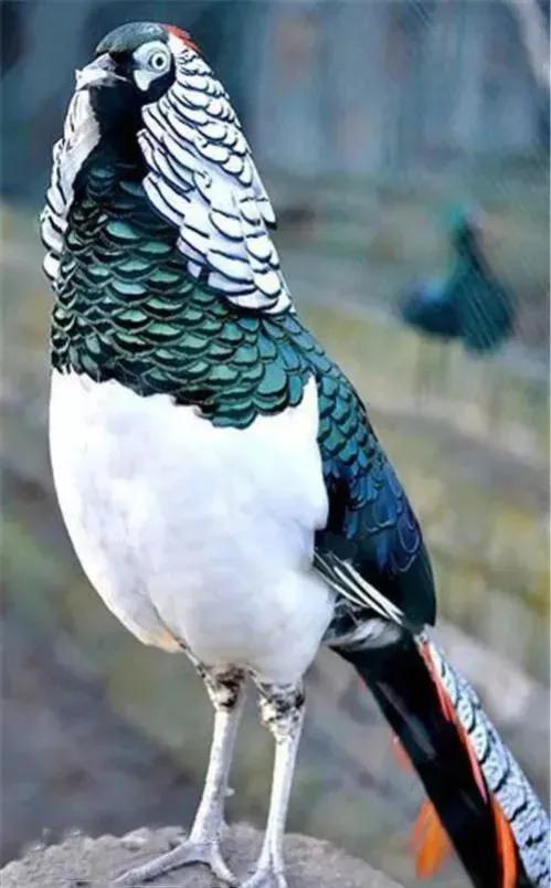 100幅美麗的鳥圖欣賞