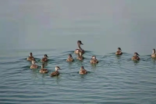 宅家“雲遊”草湖溼地,林草人帶您一起去觀鳥 宅家“雲遊”草湖溼地,林草人帶您一起去觀鳥