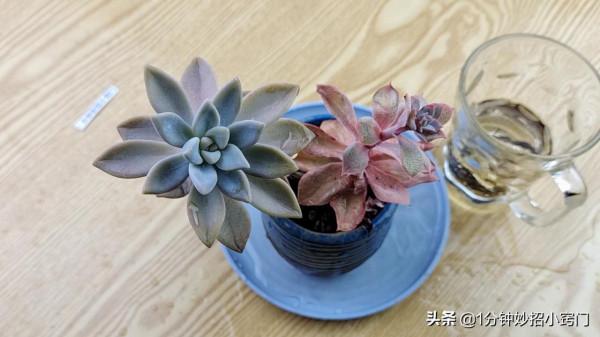 你家有過期茶葉嗎？切記別扔掉，多虧茶葉店老闆提醒，長知識了