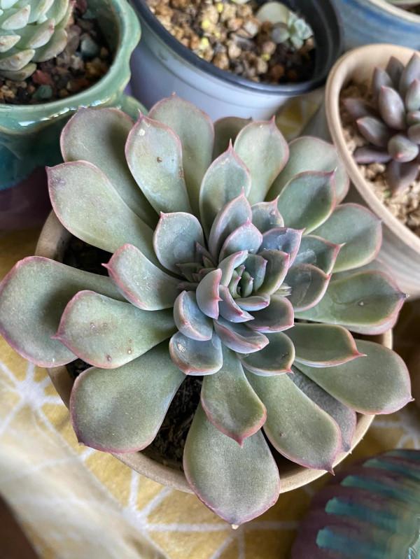 時隔一年，有幾顆小肉肉變成一片肉林，對你的愛，怎麼就愛不完呢