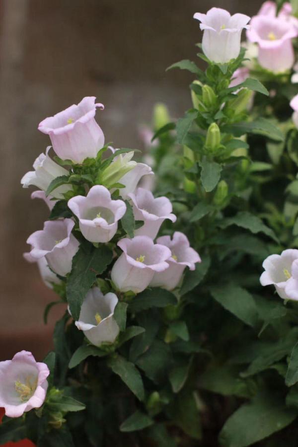 家中養花養不活?不是你不會養!試試這3種花 家中養花養不活?不是你不會養!試試這3種花