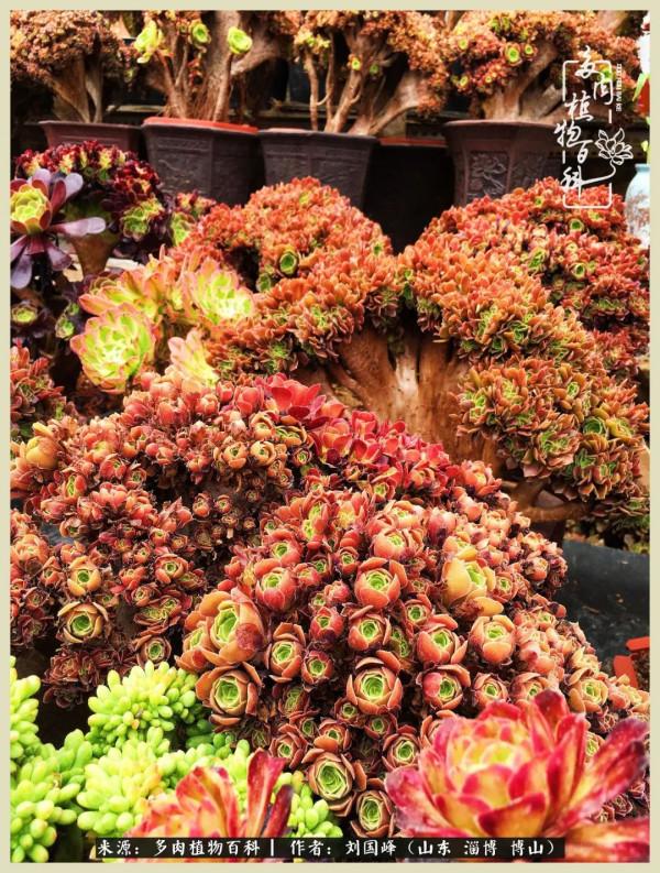 秋季多肉，你是王者歸來嗎？（附秋季養護知識）