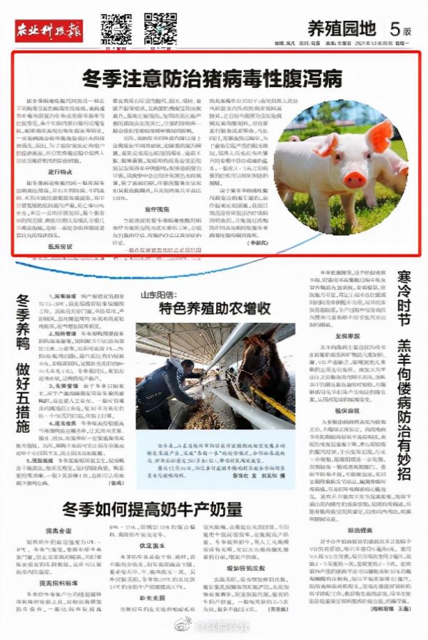 冬季注意防治豬病毒性腹瀉病