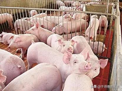 深度剖析中國養豬業現狀,全面解讀豬肉價高的原因 深度剖析中國養豬業現狀,全面解讀豬肉價高的原因