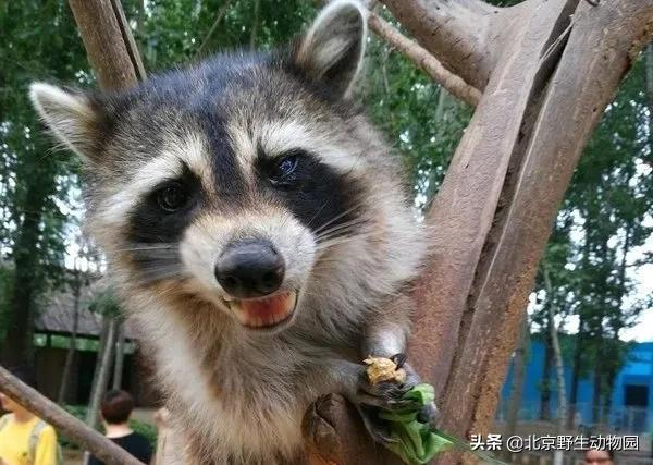 家族介紹——一起聊一聊北美浣熊 家族介紹——一起聊一聊北美浣熊