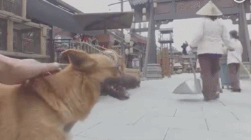 所以於正劇組虐貓了嗎