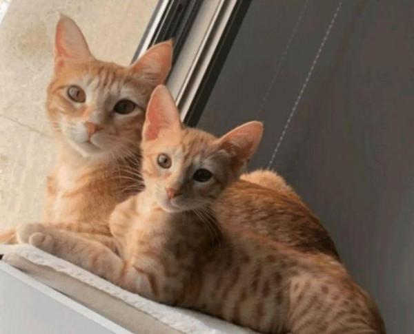 小橘貓見到“後媽”很激動，它緊抱住不願放手，重溫媽媽的溫暖