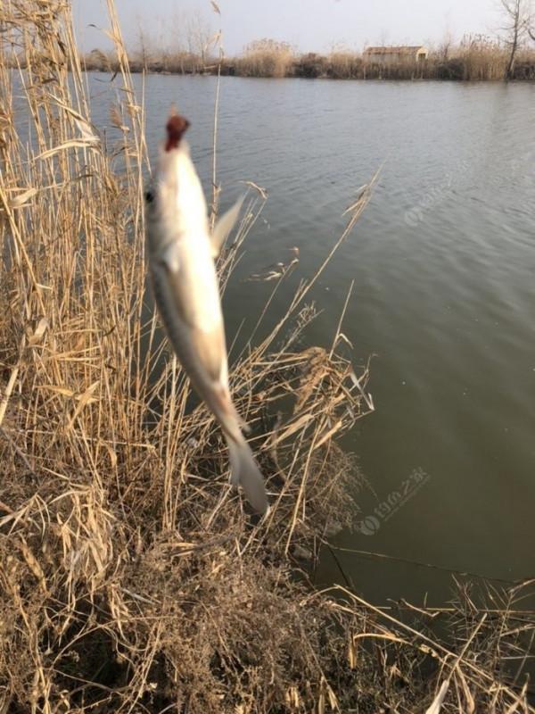 2022垂釣日誌之1，成子湖支流這河魚怎麼這麼瘋