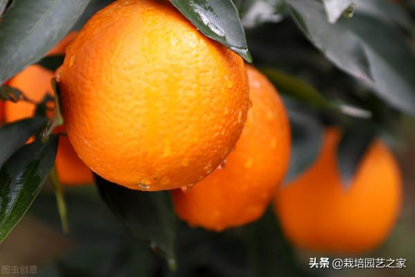 乾貨分享-果實膨大機理及特肥應用