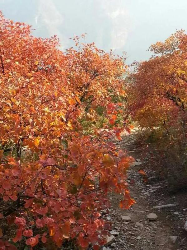 賞秋聖地坡峰嶺 賞秋聖地坡峰嶺