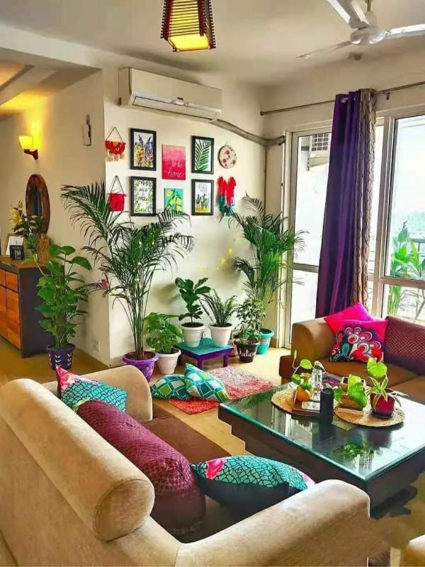 建議：適合客廳養的“大盆栽”，顯高階，幸福感倍增