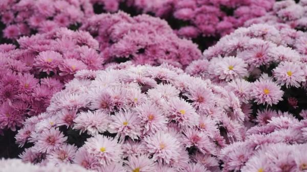 長三角第一次，就在崇明