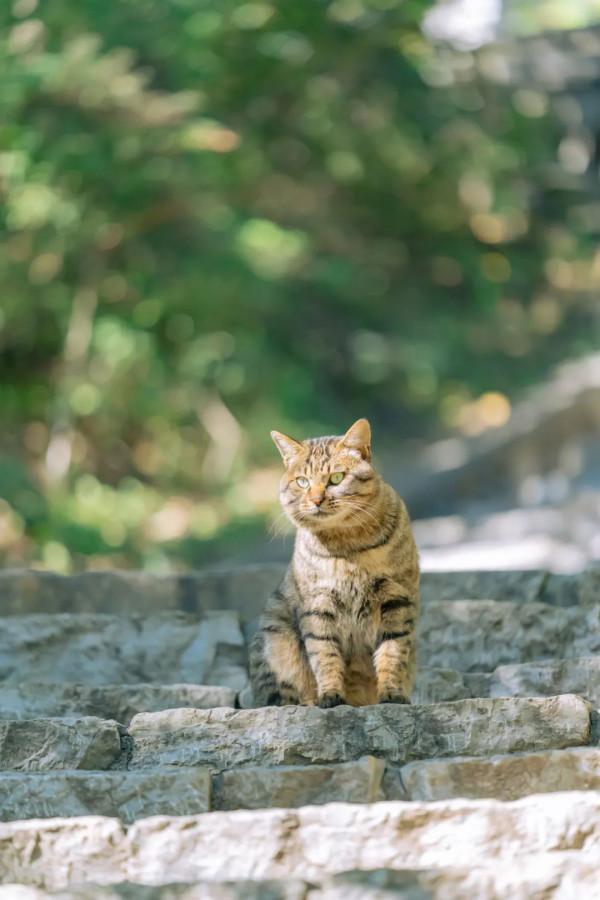 古北水鎮十月金秋裡,每一隻橘貓都那麼好看 古北水鎮十月金秋裡,每一隻橘貓都那麼好看