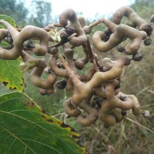 雲南的各種奇葩水果，吃法獨特，我還能叫出17種，都認識算你厲害