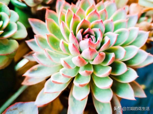 養多肉需要施肥嗎？為什麼多肉要換土