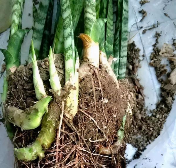 不想養虎皮蘭了，太費花盆