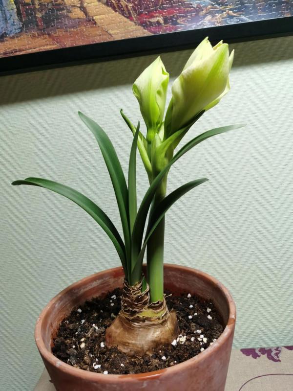 我的朱頂紅（三）