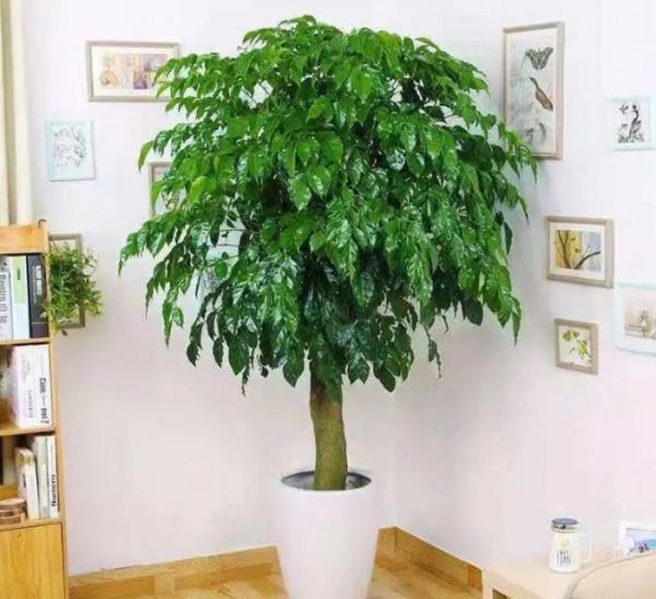 7種“吉利花”,家裡養一盆,順順當當又漂亮,養人又旺家 7種“吉利花”,家裡養一盆,順順當當又漂亮,養人又旺家