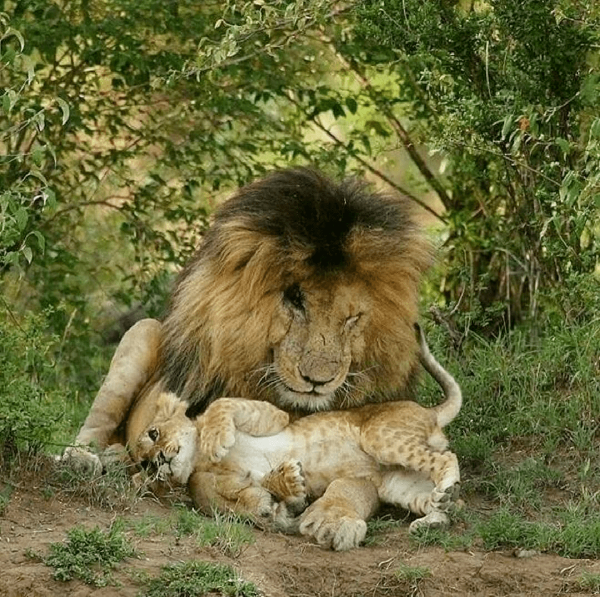 獅王刀疤：獅群稱王達9年，同時控制5個獅群，一生為王，終得善終