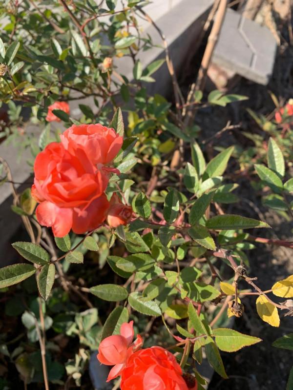 冬日水庫小釣 冬日水庫小釣