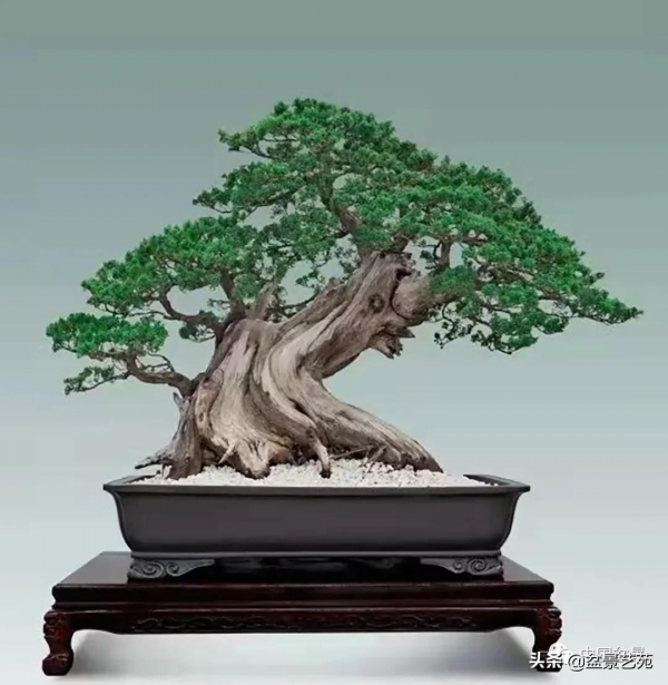 老樹閒看百鳥歸——訪著名盆景藝術家曹志振先生