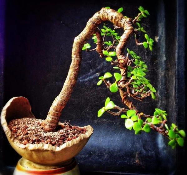 養金枝玉葉,做到“3多1少”,能快速養成老樁,價值高 養金枝玉葉,做到“3多1少”,能快速養成老樁,價值高