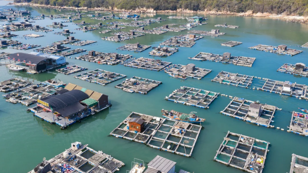 海洋牧場：被稱為“藍色糧倉”的海上大草原