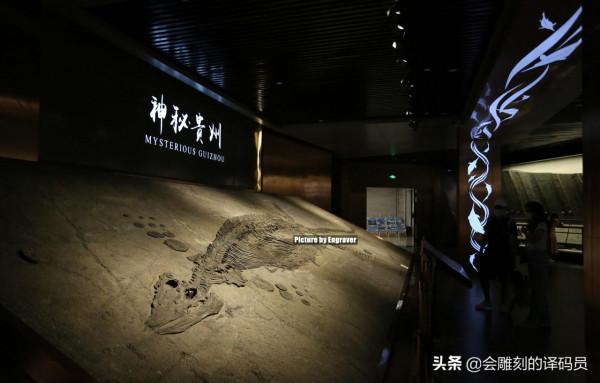 你吃過魚,但你見過“魚龍”嗎?就在我國貴州曾經就是魚龍的天堂 你吃過魚,但你見過“魚龍”嗎?就在我國貴州曾經就是魚龍的天堂