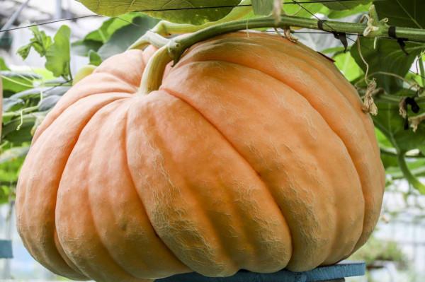 吃玉米可以控制血糖嗎？提示：糖尿病患者平時可多吃3種食物