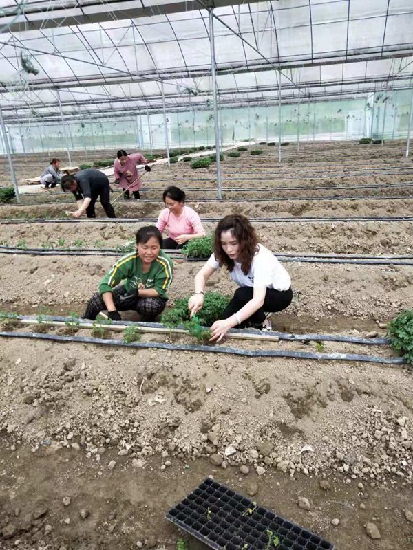 楊元桃:致富不忘返鄉帶領群眾一起飛 楊元桃:致富不忘返鄉帶領群眾一起飛