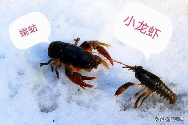 醉蟹吃過嗎?如果你食用的是這種醉蟹,醫生提醒最好去醫院檢查下 醉蟹吃過嗎?如果你食用的是這種醉蟹,醫生提醒最好去醫院檢查下