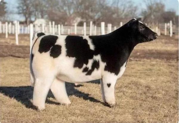 奇妙星球系列（定期更新，歡迎互關）