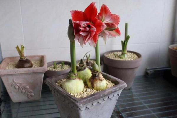 適合立冬後養的“9種花”,喜歡溫涼愛開花,有的花美,有的花香 適合立冬後養的“9種花”,喜歡溫涼愛開花,有的花美,有的花香