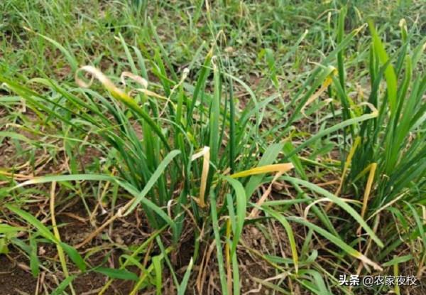 韭菜發黃、長勢差怎麼管?用上兩個土辦法,韭菜長得快還產量高 韭菜發黃、長勢差怎麼管?用上兩個土辦法,韭菜長得快還產量高