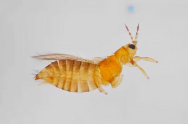 寧夏農科院在全區率先開展昆蟲嗅覺分子生物學領域研究