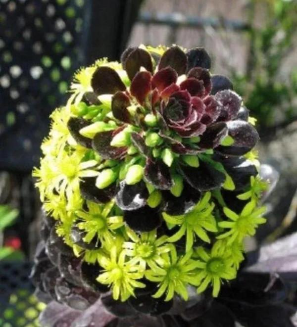 50種多肉開花欣賞，你養的開花了嗎？快來曬曬