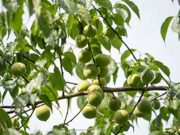 梅子的“最高境界”，是老祖宗的“護咽法寶”