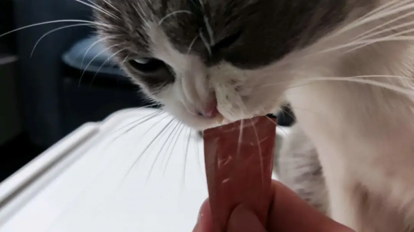 讓貓快樂的7種方法 讓貓快樂的7種方法