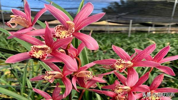 它被譽為“蘭花中的貴妃”,帶你領略紅貴妃蘭花的魅力 它被譽為“蘭花中的貴妃”,帶你領略紅貴妃蘭花的魅力