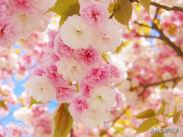 純潔、決絕，櫻花之關山櫻