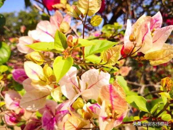 海南風光美（030）來海南一個月網友的點評