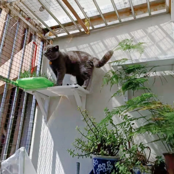 如何用管理諮詢的思維養寵物? 如何用管理諮詢的思維養寵物?