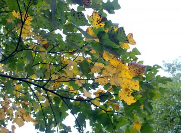 選擇相機還是手機?永諾YN455直播相機入手體驗 選擇相機還是手機?永諾YN455直播相機入手體驗