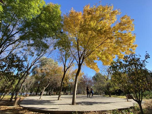身邊的“豐”景 | 蓮花池公園重重落葉黃