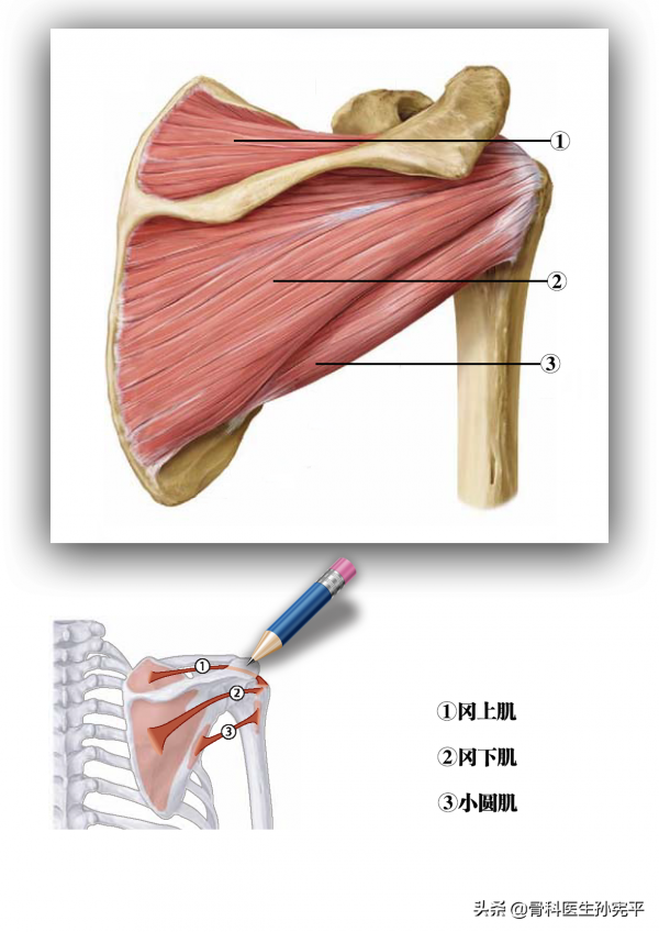 解剖圖譜|全面講解“肩關節疼痛”的重要結構——肩袖的解剖 解剖圖譜|全面講解“肩關節疼痛”的重要結構——肩袖的解剖