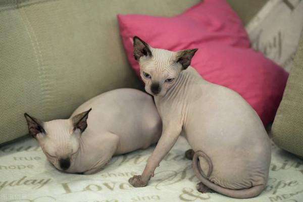 這幾種貓,一旦變成流浪貓,可能很快會喪命 這幾種貓,一旦變成流浪貓,可能很快會喪命