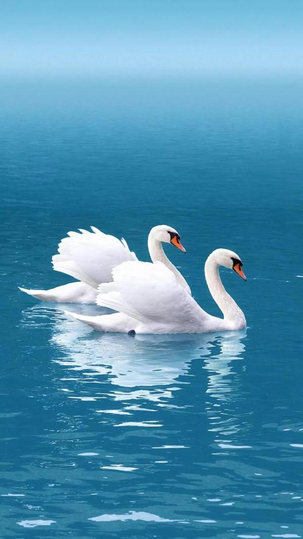 天鵝是美麗的，靈動的