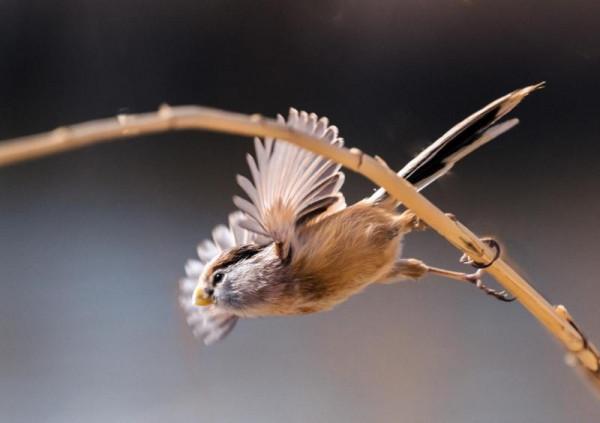 北京門頭溝生態改善引百鳥 冬季永定河成珍禽樂園