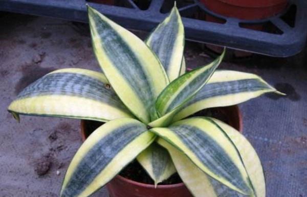 3種&OpenCurlyDoubleQuote;小綠植&rdquo;，耐旱耐陰很好養，半月澆次水，&OpenCurlyDoubleQuote;肥嘟嘟&rdquo;不停長