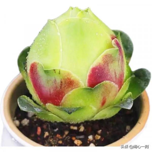 分享&mdash;&mdash;玫瑰多肉